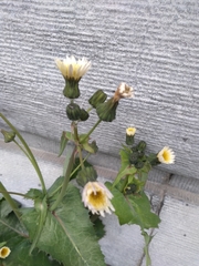 Sonchus