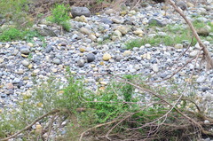 Chloroceryle amazona