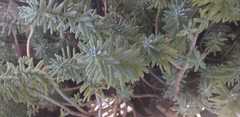 Sedum griseum
