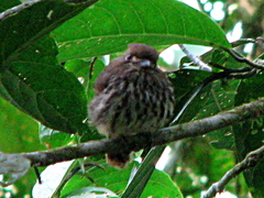 Micromonacha lanceolata