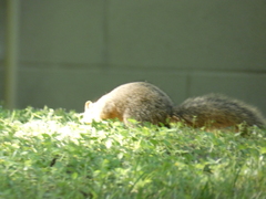 Sciurus niger