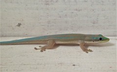 Phelsuma modesta
