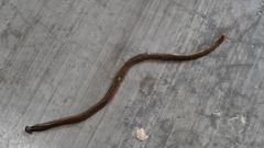 Continenticola