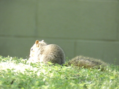 Sciurus niger