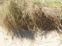 Festuca ammobia