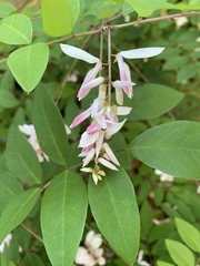 Indigofera tinctoria arcuata