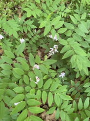 Indigofera tinctoria arcuata