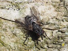 Triarthria setipennis