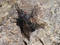 Triarthria setipennis