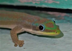 Phelsuma modesta