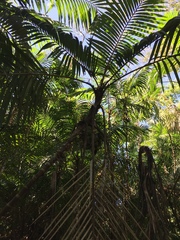 Bactris major
