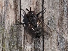 Triarthria setipennis