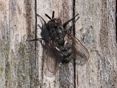 Triarthria setipennis