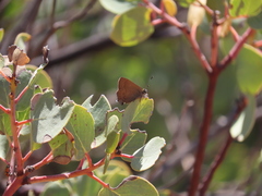 Callophrys augustinus