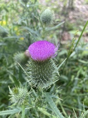 Cirsium carolinianum