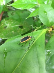 Laminiceps