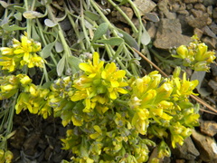 Physaria alpestris