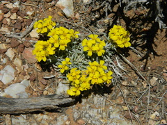 Physaria intermedia