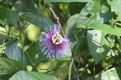 Passiflora serratifolia