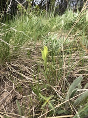 Castilleja lutescens