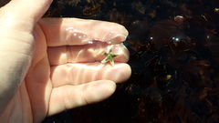 Evasterias troschelii