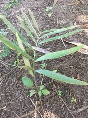 Zamia prasina