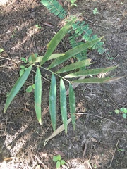 Zamia prasina