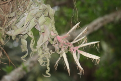 Tillandsia streptophylla
