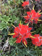 Castilleja mendocinensis