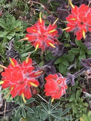 Castilleja mendocinensis