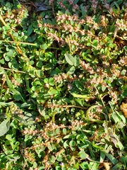 Euphorbia thymifolia