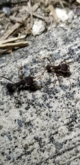 Atta insularis