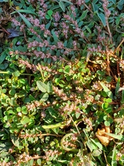 Euphorbia thymifolia