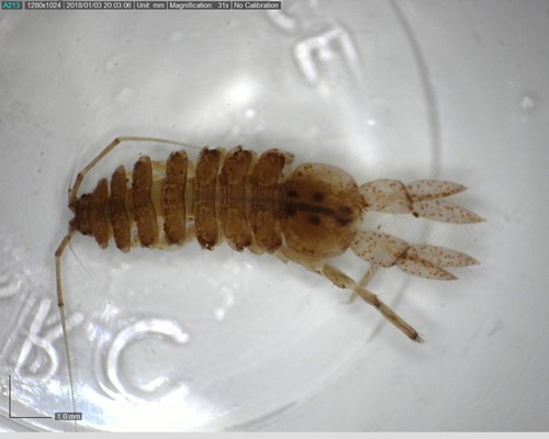 Caecidotea obtusa