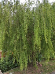 Salix babylonica
