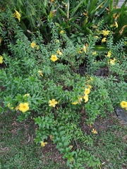 Allamanda cathartica