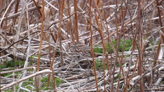 Melospiza melodia