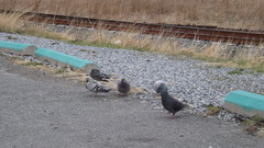 Columba livia domestica