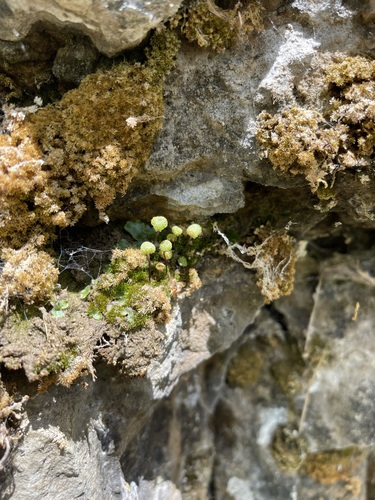 Image of Mannia triandra by (c) Brandon Corder, some rights reserved (CC BY)