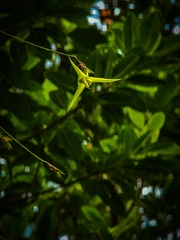 Bulbophyllum guamense