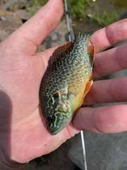 Lepomis gibbosus × cyanellus