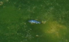 Cyprinodon nevadensis mionectes