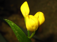 Cephalanthera falcata