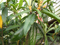 Eriobotrya japonica