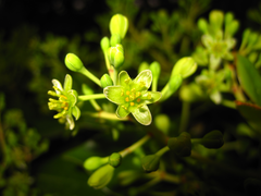 Machilus thunbergii