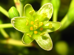 Machilus thunbergii