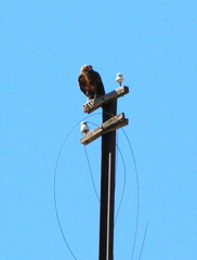 Geranoaetus melanoleucus