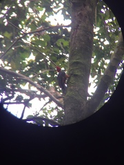 Campephilus rubricollis