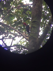 Campephilus rubricollis