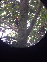 Campephilus rubricollis